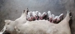 Pigs and Pork