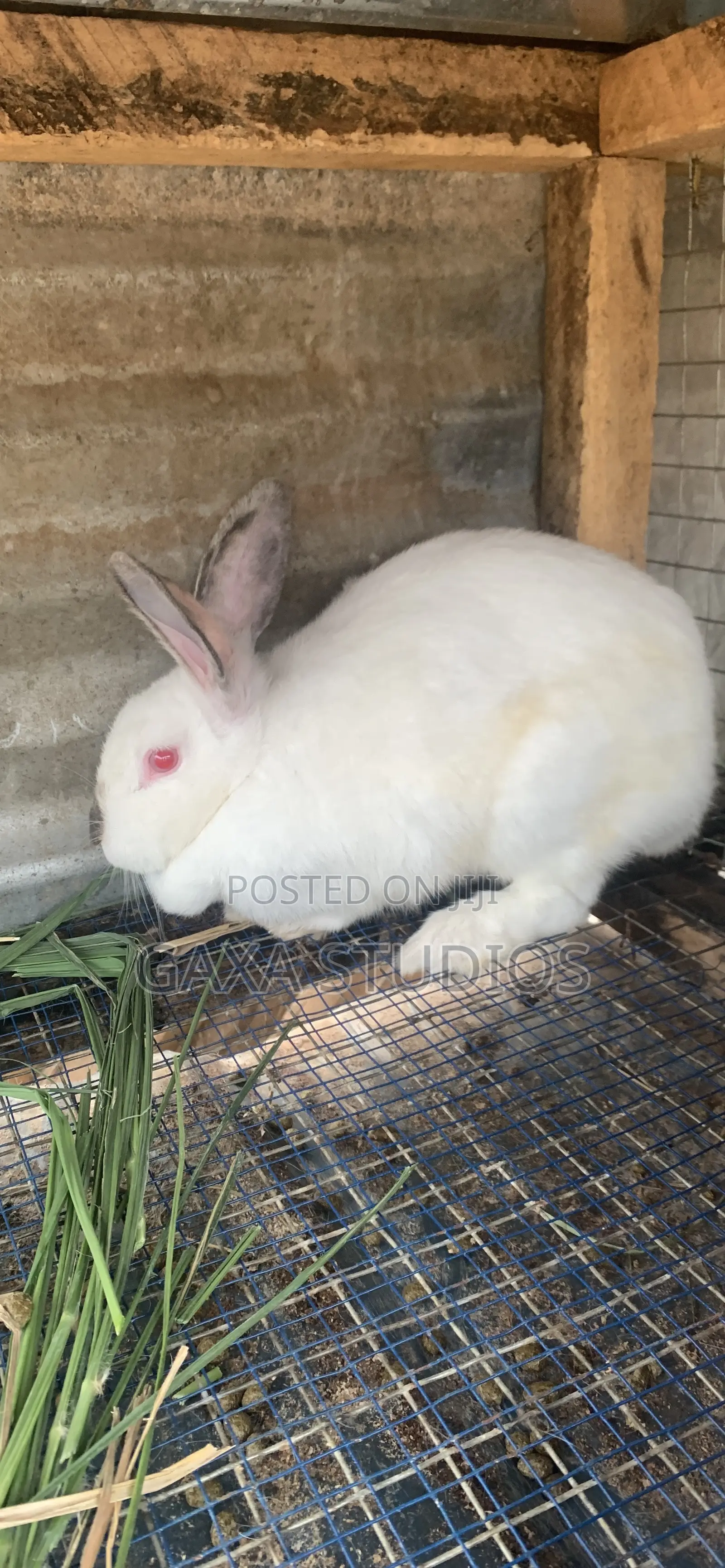 Rabbit for Sale