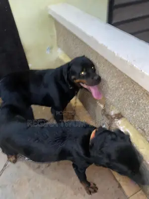 0-1 month Female Purebred Rottweiler