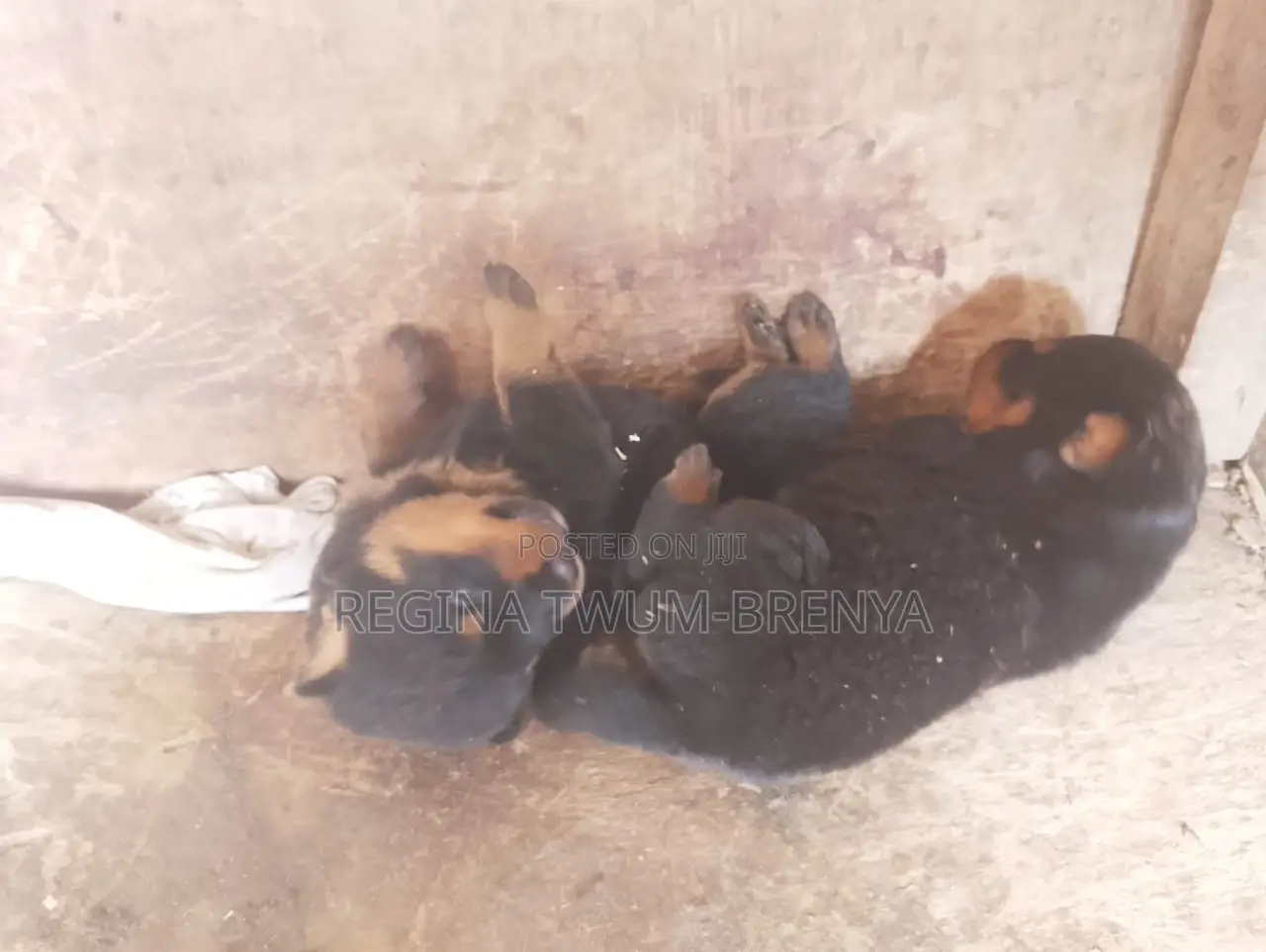 0-1 month Female Purebred Rottweiler
