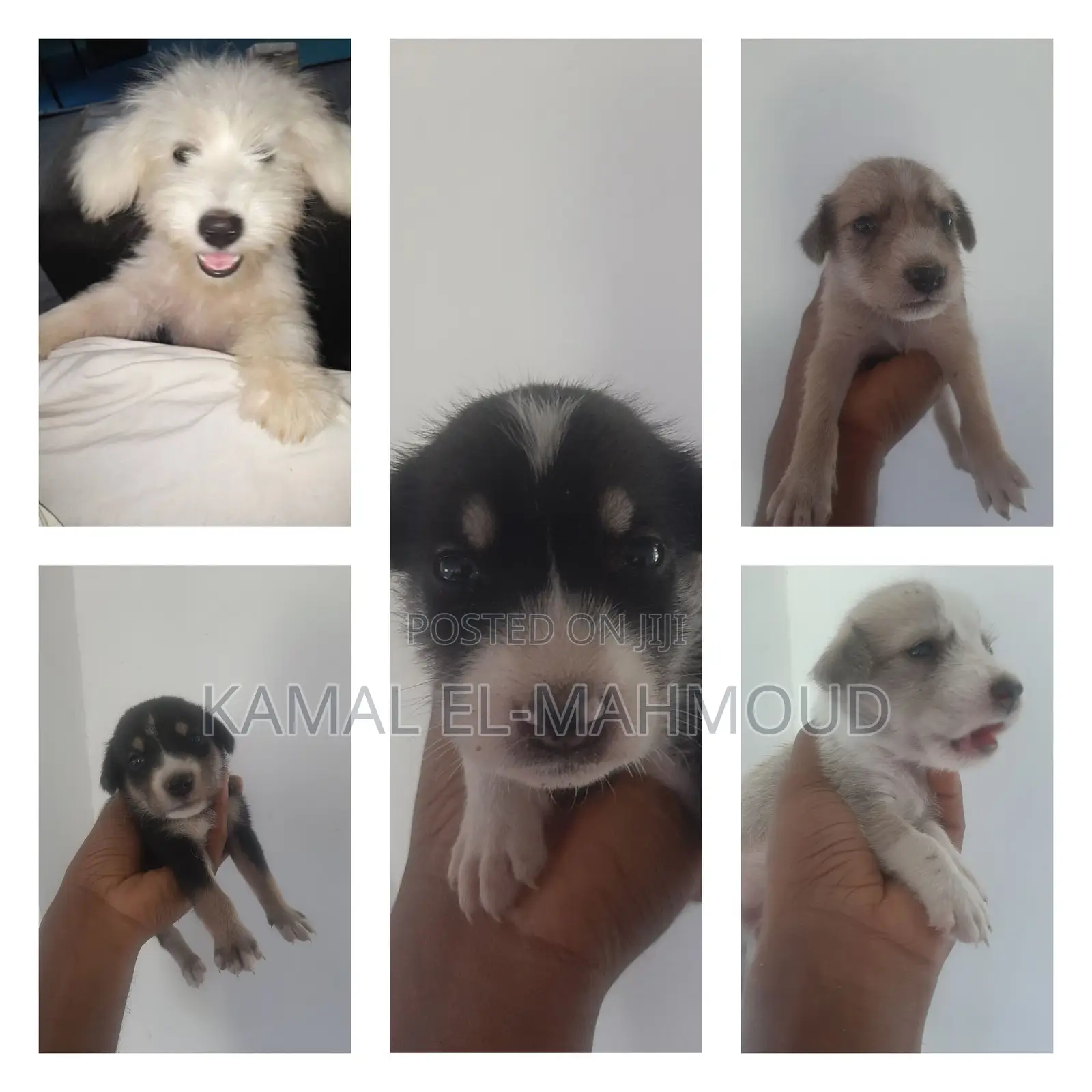1-3 months Male Mixed Breed Maltese