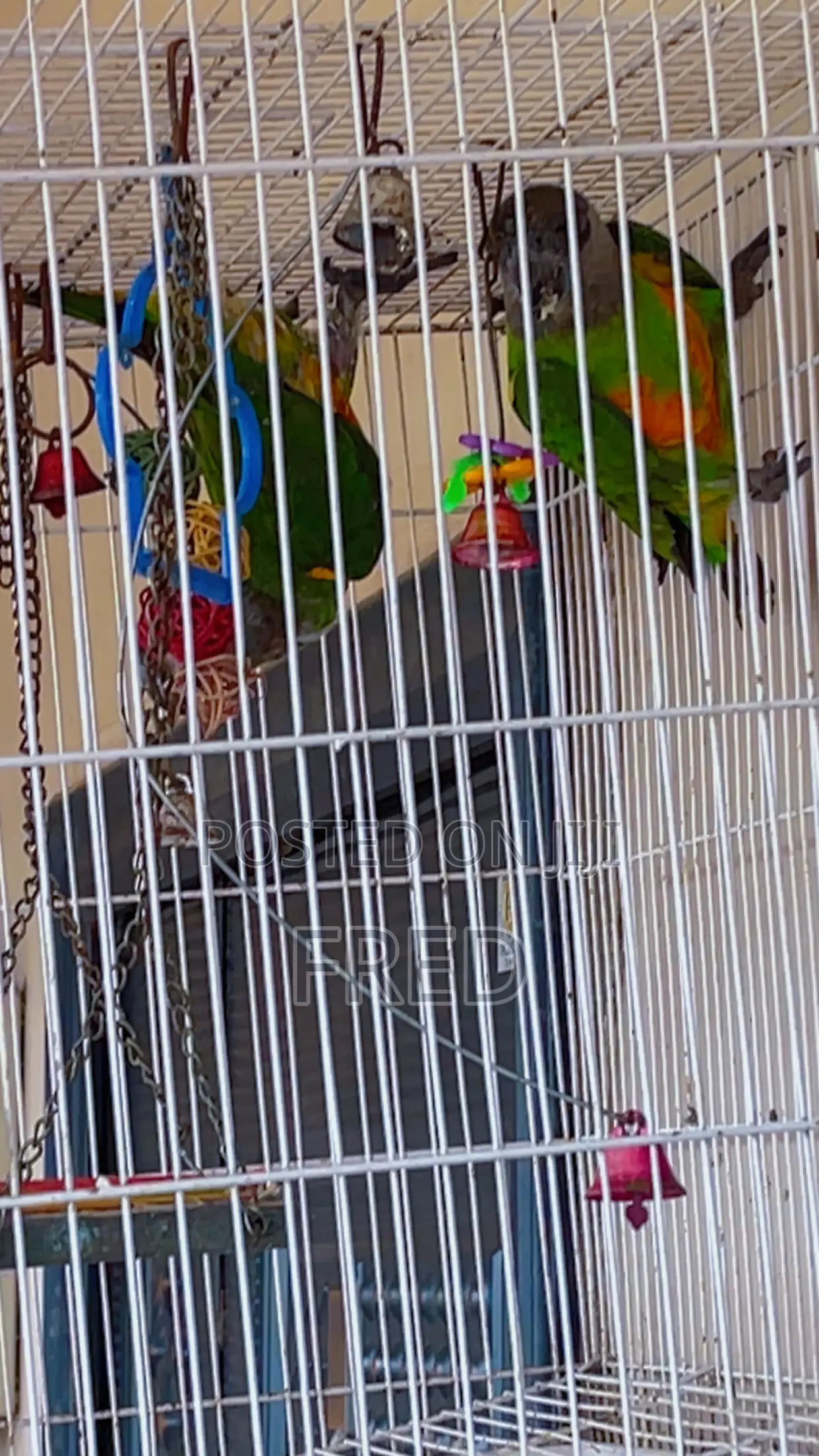 Parrots for Sale