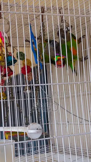 Parrots for Sale
