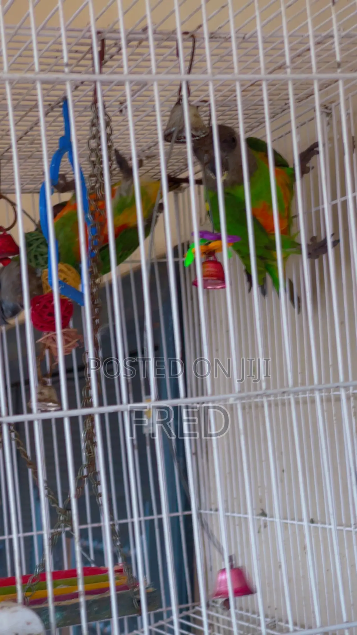 Parrots for Sale