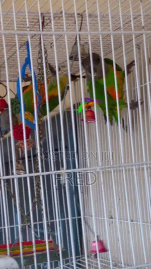 Parrots for Sale