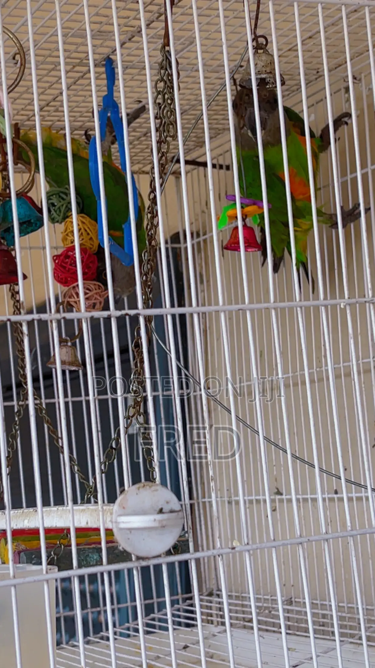 Parrots for Sale