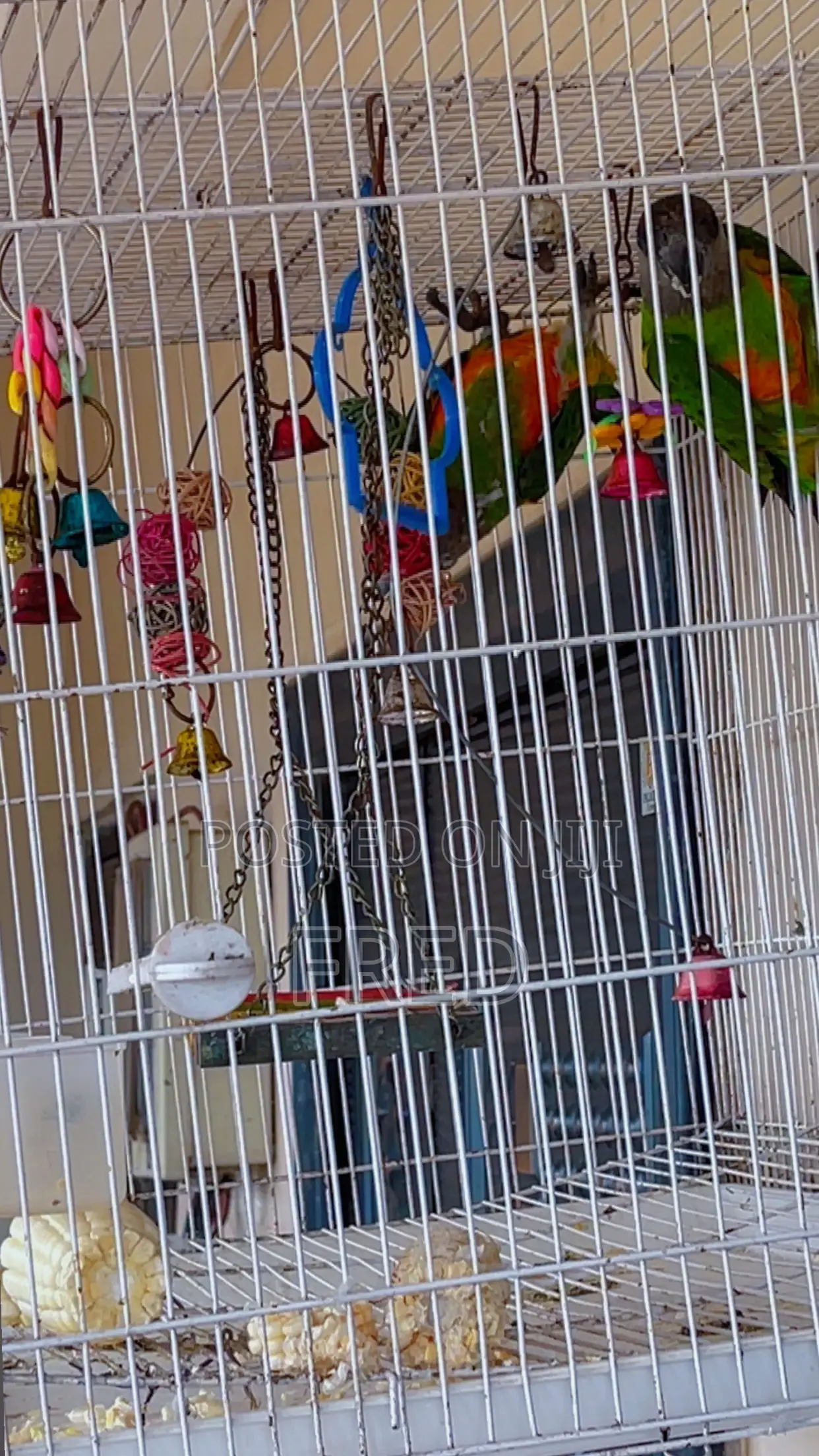 Parrots for Sale