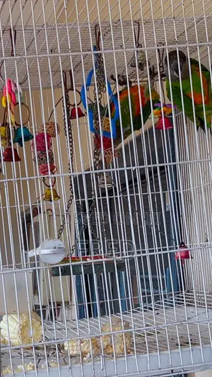 Parrots for Sale