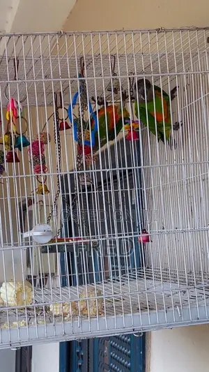 Parrots for Sale