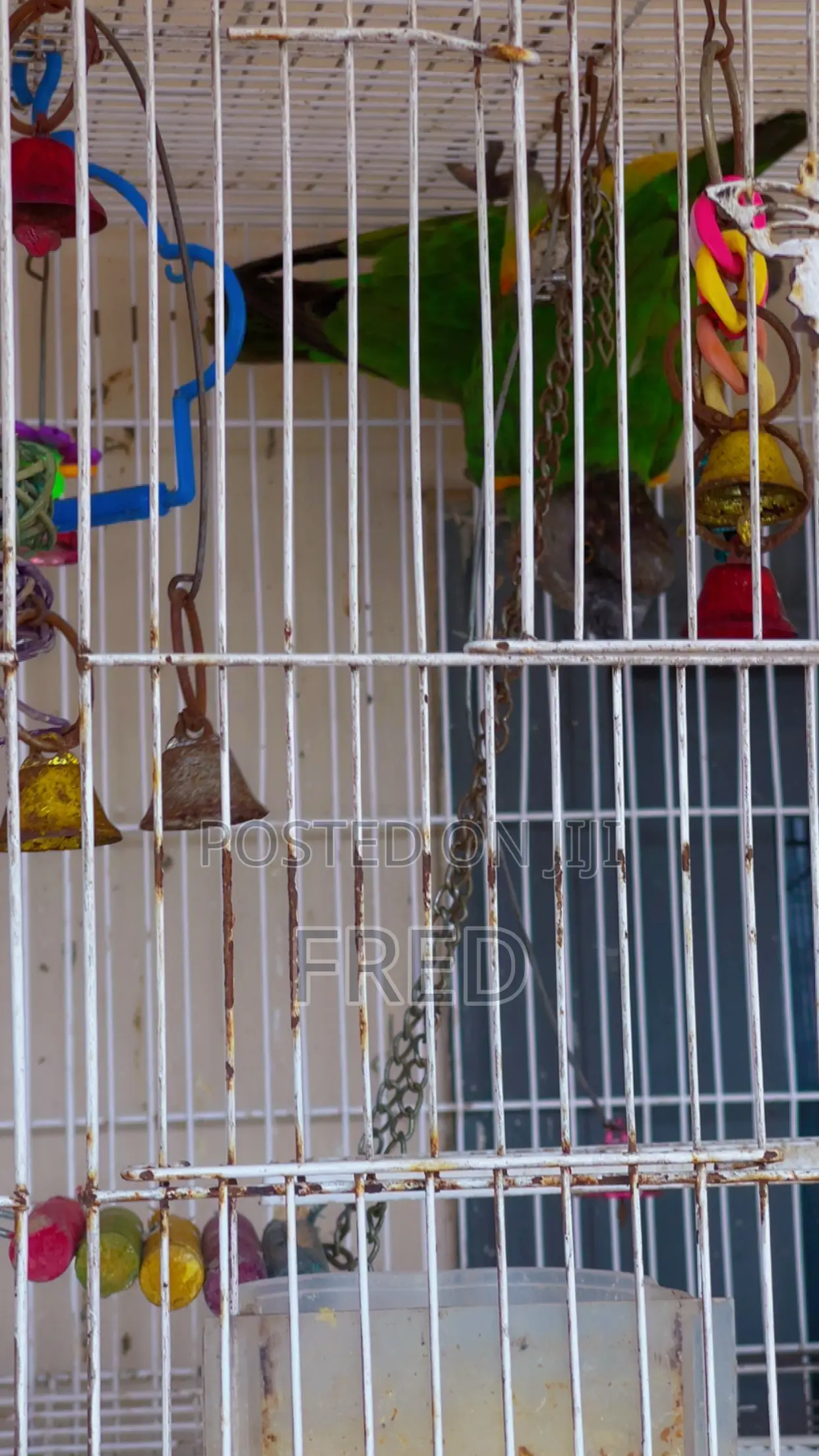 Parrots for Sale
