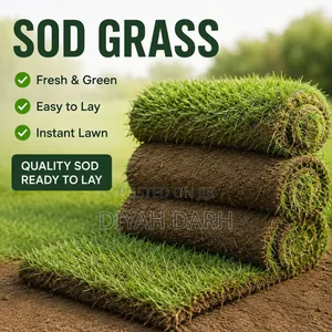 Sod / Real Carpet Grass for Sale