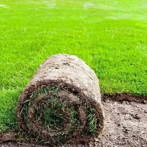 Sod / Real Carpet Grass for Sale