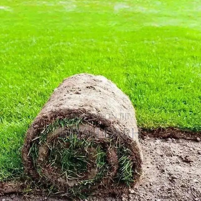 Sod / Real Carpet Grass for Sale