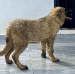 3-6 months Male Purebred Caucasian Shepherd