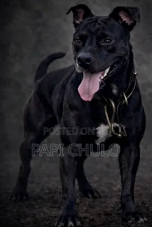 1+ year Male Purebred American Pit Bull Terrier