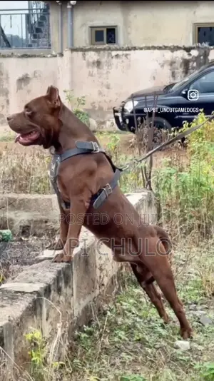 1+ year Male Purebred American Pit Bull Terrier