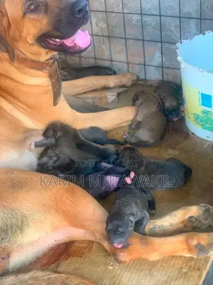 3-6 months Female Mixed Breed Boerboel