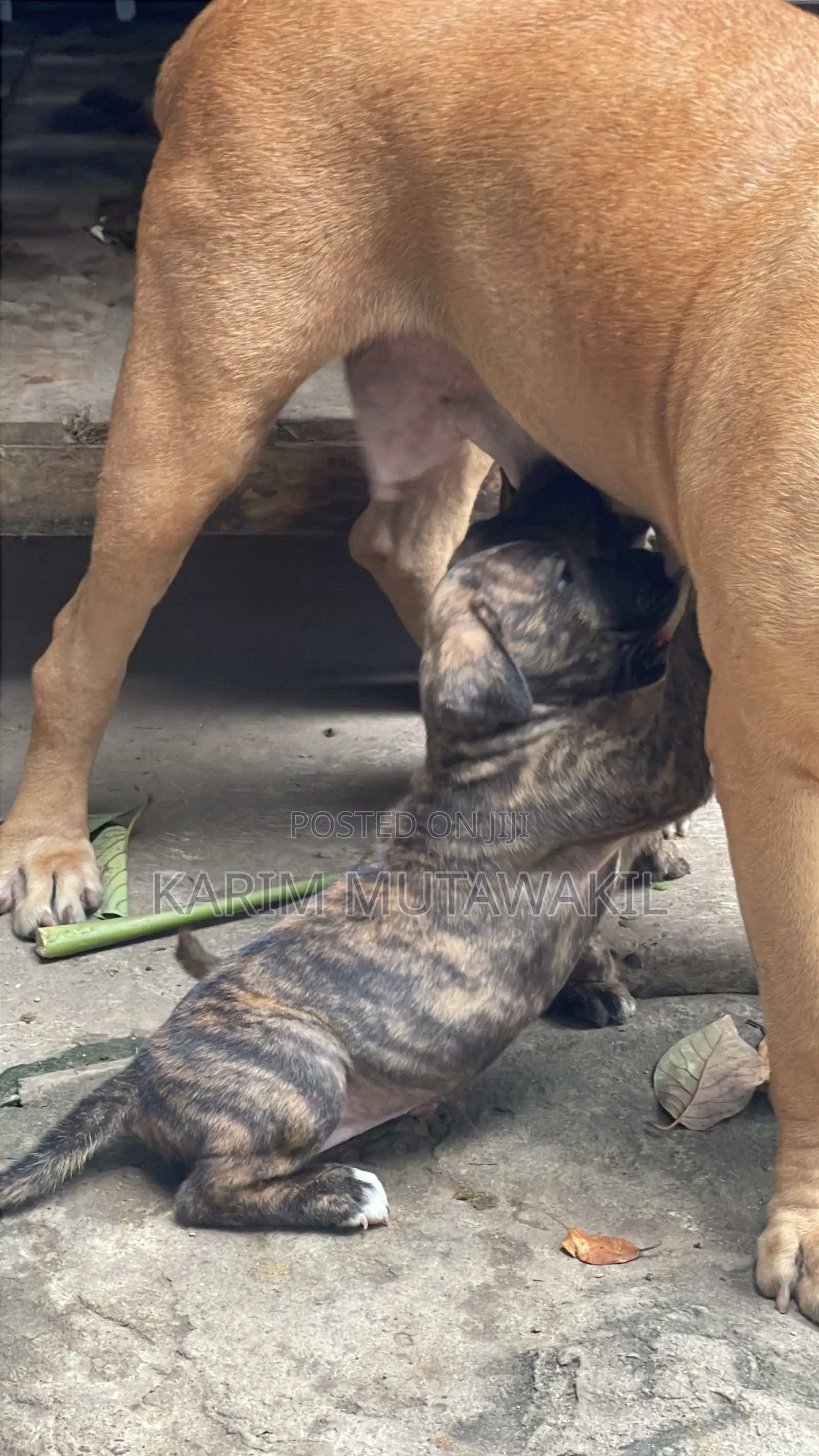 3-6 months Female Mixed Breed Boerboel