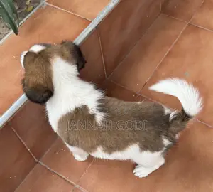 1-3 months Male Mixed Breed Saint Bernard