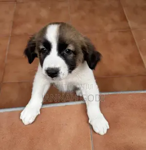 1-3 months Male Mixed Breed Saint Bernard