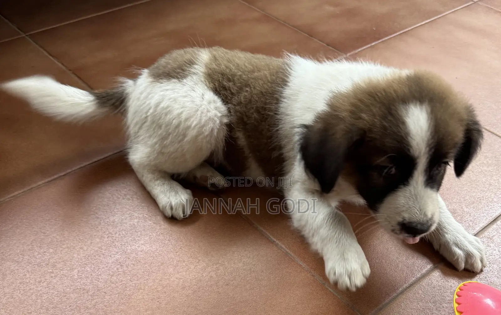 1-3 months Male Mixed Breed Saint Bernard