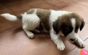 1-3 months Male Mixed Breed Saint Bernard