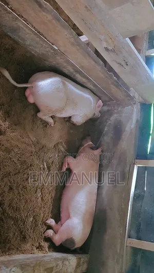 Large White Pigs Mature