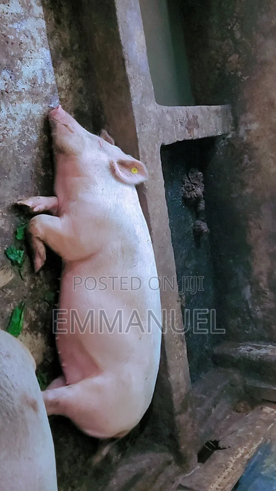 Large White Pigs Mature