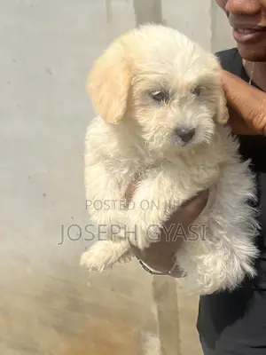 1-3 months Female Mixed Breed Maltipoo