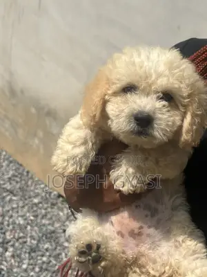 1-3 months Female Mixed Breed Maltipoo
