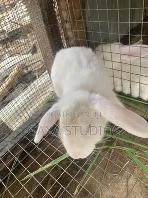 Rabbit for Sale
