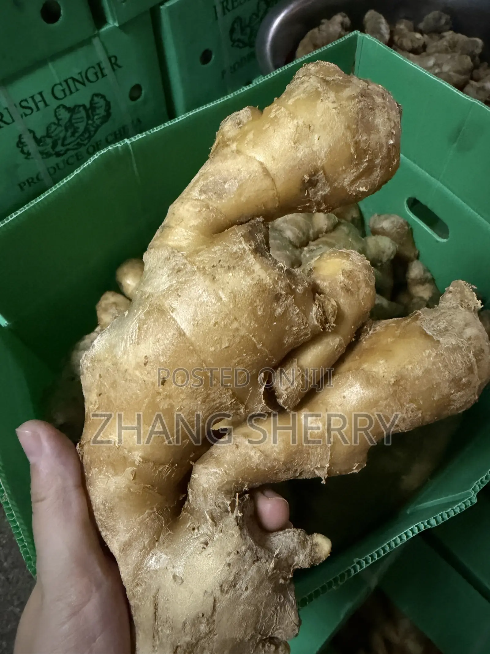 Fresh Washed Chinese Ginger Wholesale Bulk Supply