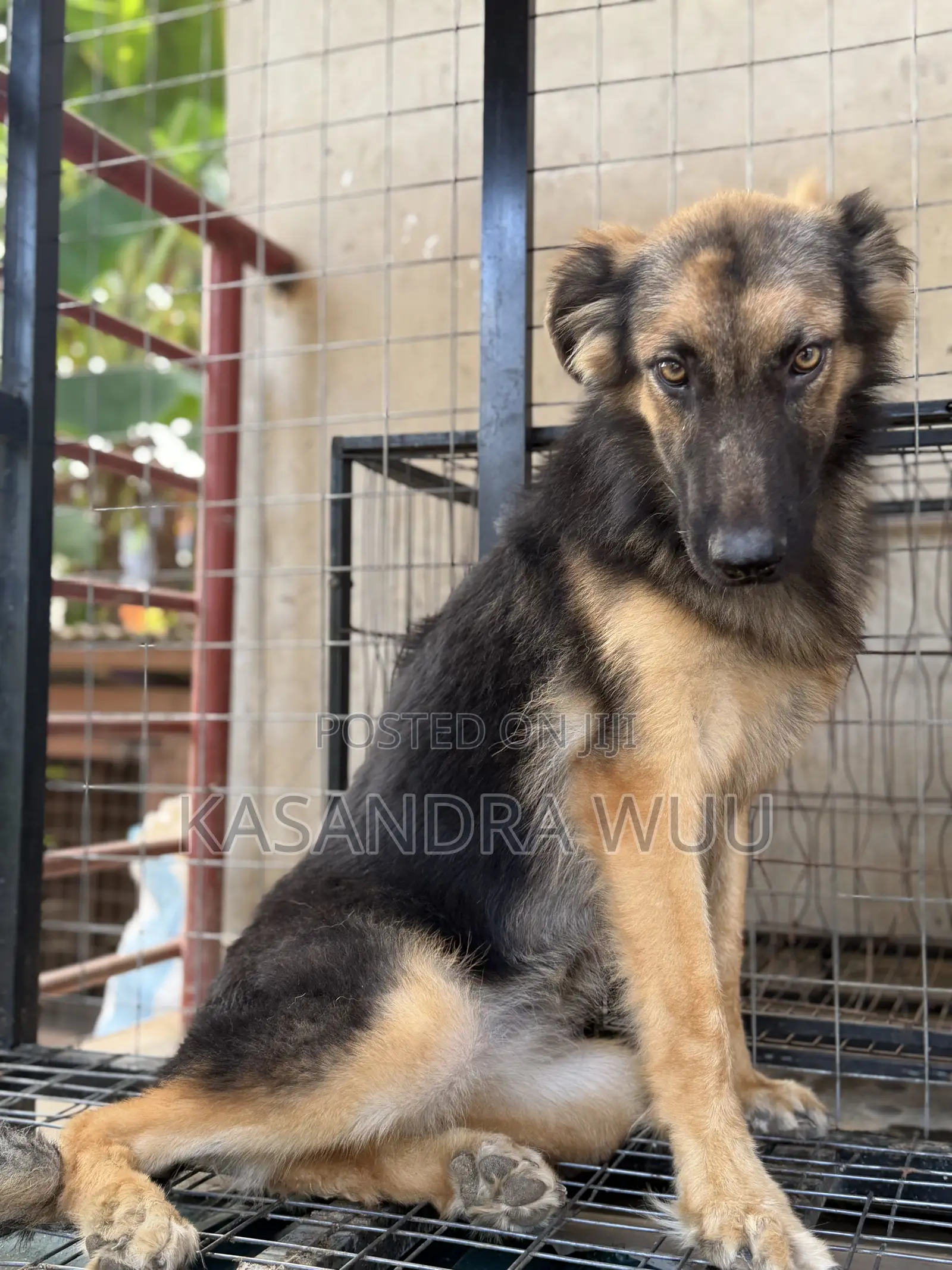 6-12 months Female Purebred German Shepherd