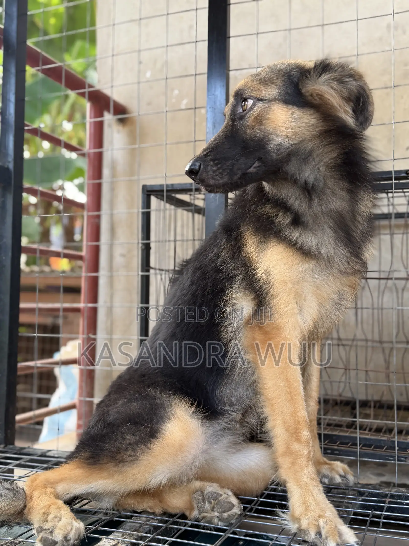 6-12 months Female Purebred German Shepherd