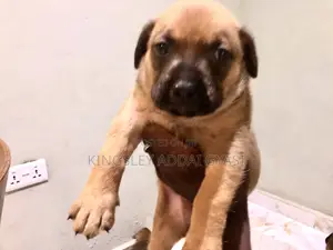 1-3 months Male Mixed Breed Bullmastiff