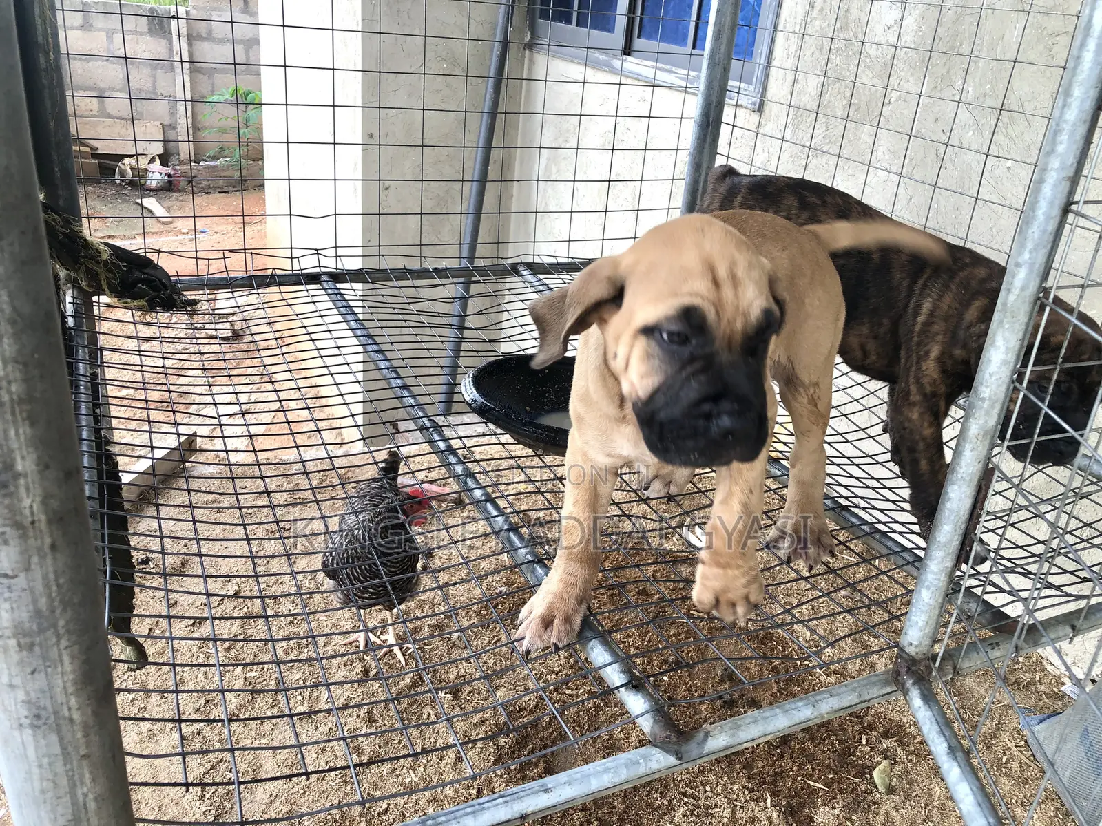 1-3 months Male Mixed Breed Bullmastiff