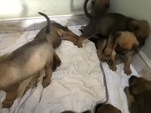 1-3 months Male Mixed Breed Bullmastiff