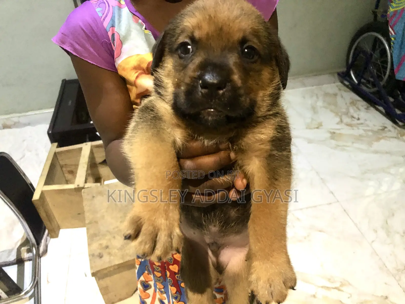 1-3 months Male Mixed Breed Bullmastiff