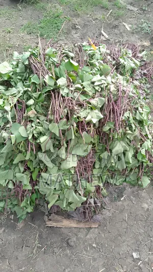 Sweet Potato Vines, All Type Available