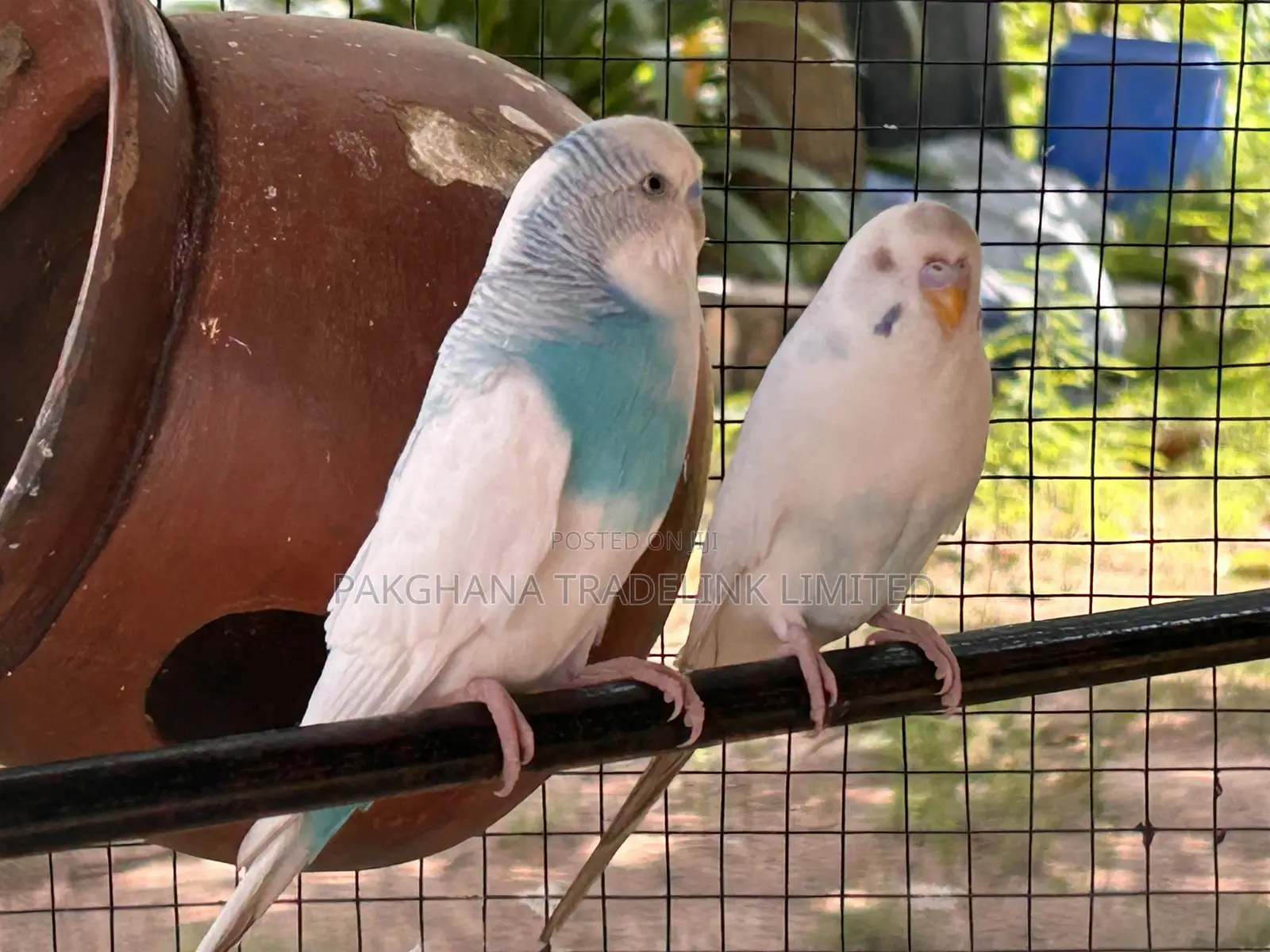 Budgies Pair