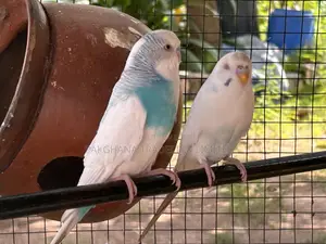 Budgies Pair