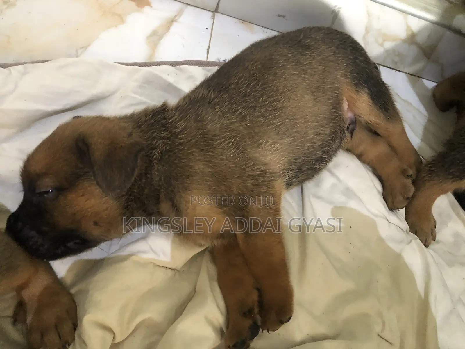 1-3 months Male Mixed Breed Bullmastiff