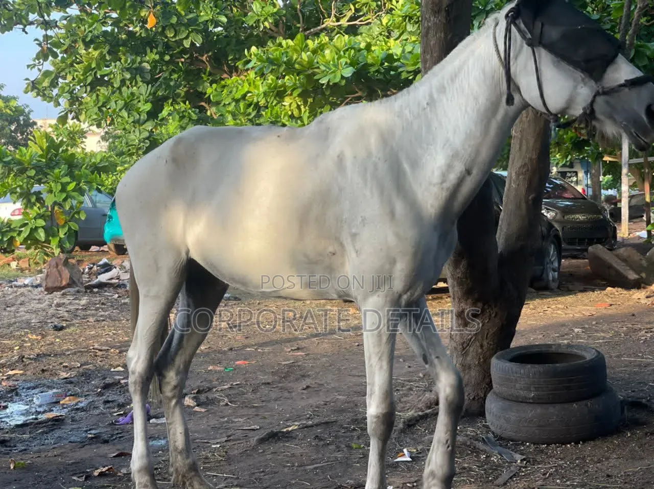 Horse (White )