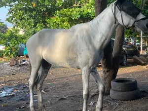 Horse (White )