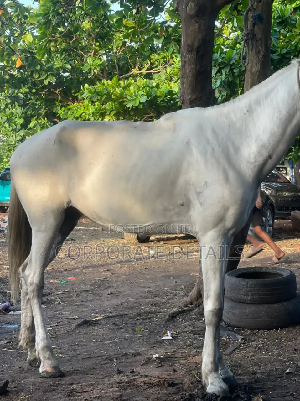 Horse (White )