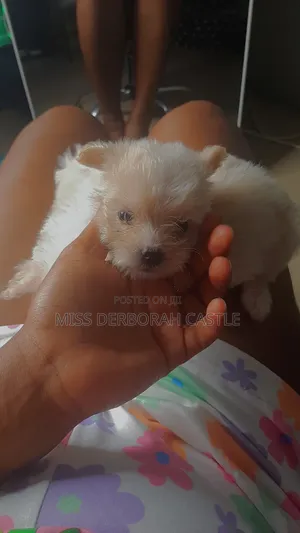1-3 months Male Purebred Poodle