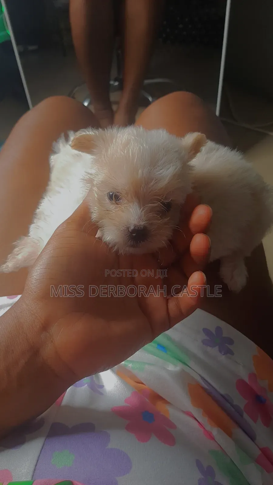 1-3 months Male Purebred Poodle