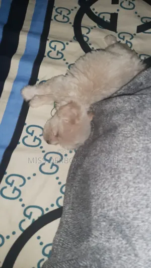 1-3 months Male Purebred Poodle