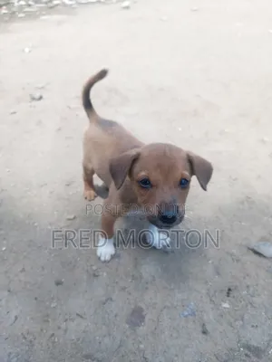 1-3 months Male Mixed Breed Basenji