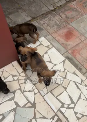 1-3 months Male Mixed Breed German Shepherd